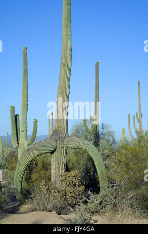 Cactus Saguaro (Carnegiea gigantea / Cereus giganteus) con la colatura rami provocati da gelo o neve, deserto Sonoran, Arizona Foto Stock