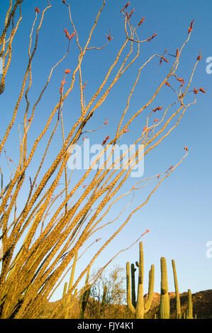 Ocotillo / coachwhip / candlewood (Fouquieria splendens / Fouquieria spinosa spinosa steli in fiore, Deserto Sonoran, Arizona, USA Foto Stock