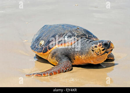 Per tartarughe marine, Caretta caretta Foto Stock