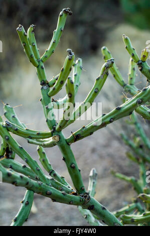 Pencil cholla / chollita / chumbera (Cylindropuntia arbuscula / Opuntia arbuscula), Deserto Sonoran, Arizona, Stati Uniti d'America Foto Stock