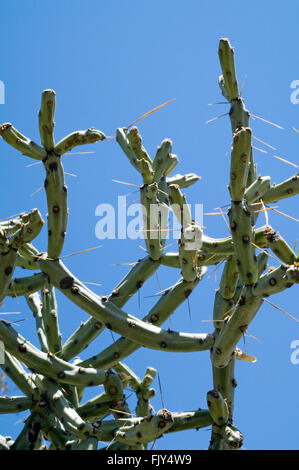 Pencil cholla / chollita / chumbera (Cylindropuntia arbuscula / Opuntia arbuscula), Deserto Sonoran, Arizona, Stati Uniti d'America Foto Stock