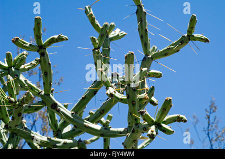 Pencil cholla / chollita / chumbera (Cylindropuntia arbuscula / Opuntia arbuscula), Deserto Sonoran, Arizona, Stati Uniti d'America Foto Stock