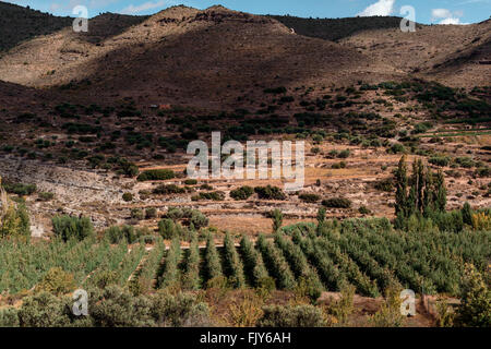 Orchard apple nel campo Foto Stock