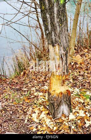 Tronco di albero masticati da un castoro Foto Stock