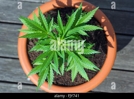 Giovani pianta di cannabis in un vaso di fiori Foto Stock