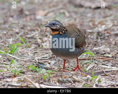 Un Rufous-throated pernice (Arborophila rufogularis) foraggio per il cibo sul suolo della foresta in Thailandia Foto Stock