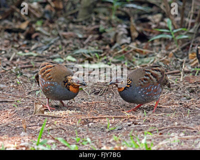 Una coppia di Rufous-throated pernice (Arborophila rufogularis) foraggio per il cibo sul suolo della foresta in Thailandia Foto Stock