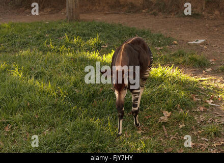 Okapi, Okapia johnstoni, si trova in Africa e in realtà è un parente stretto per la giraffa. Foto Stock