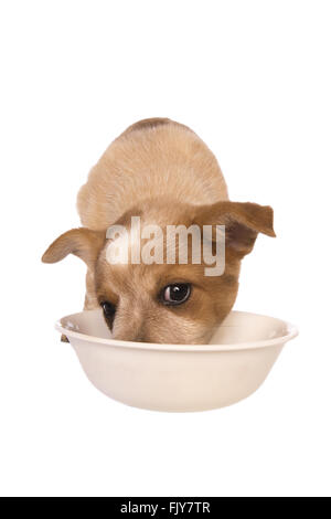 Miniature pinscher cucciolo mangiare fuori del vaso bianco isolato su sfondo bianco Foto Stock