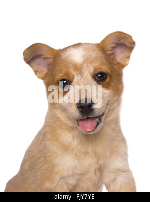 Miniature pinscher cucciolo di testa girato con la bocca aperta e la lingua di fuori isolato Foto Stock