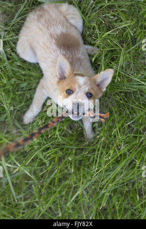 Miniature pinscher all'esterno la riproduzione di tiro alla fune con fune Foto Stock