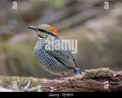 Una femmina blu Pitta in piedi su un registro sul suolo della foresta nel Nord-est della Thailandia Foto Stock