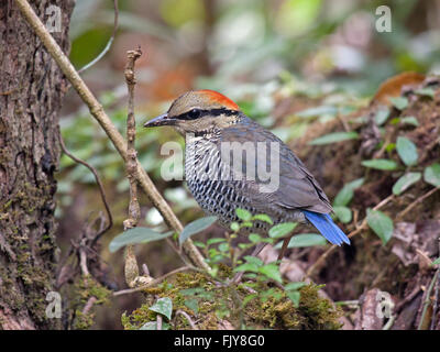 Una femmina blu Pitta in piedi su un registro sul suolo della foresta nel Nord-est della Thailandia Foto Stock