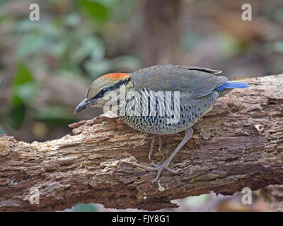 Una femmina blu Pitta in piedi su un registro sul suolo della foresta nel Nord-est della Thailandia Foto Stock