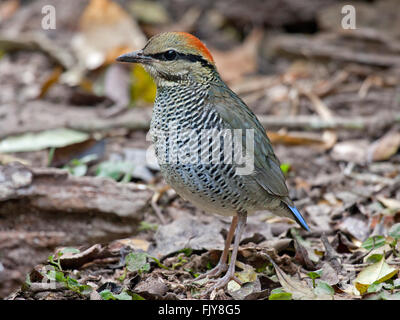 Una femmina blu Pitta in piedi su un registro sul suolo della foresta nel Nord-est della Thailandia Foto Stock