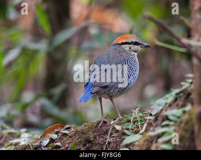 Una femmina blu Pitta in piedi su un registro sul suolo della foresta nel Nord-est della Thailandia Foto Stock