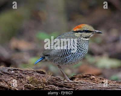 Una femmina blu Pitta in piedi su un registro sul suolo della foresta nel Nord-est della Thailandia Foto Stock