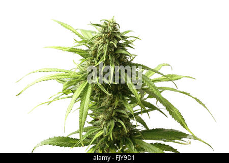 Frondose Top Marijuana Bud sulla pianta di Cannabis isolato con sfondo bianco Foto Stock