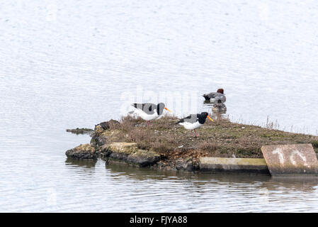 Una coppia di Oystercatchers a due Tree Island, Leigh on Sea, Essex Foto Stock
