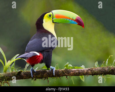 Chiglia fatturati toucan appollaiato sul ramo Foto Stock