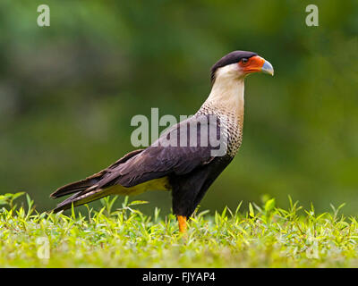 Northern crested caracara in piedi Foto Stock