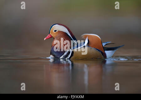 Anatra di mandarino ( Aix galericulata ) e colorati di Drake in abito di allevamento, nuota vicino, windstill giorno, bella riflessioni, la fauna selvatica. Foto Stock