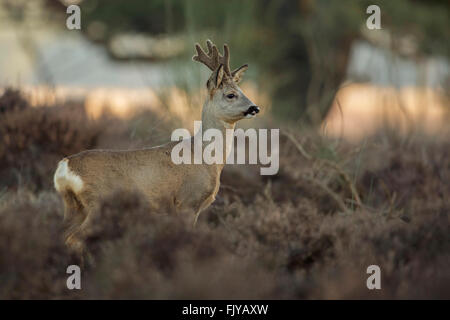 Il capriolo (Capreolus capreolus ), buck, con ricrescita palchi, in velluto, sorge a secco di vegetazione invernale, attentamente guardare Foto Stock