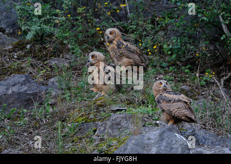 Nord del gufo reale (Bubo bubo ), graziosi uccellini, fratelli, siede insieme in una vecchia cava, la fauna selvatica, Germania. Foto Stock