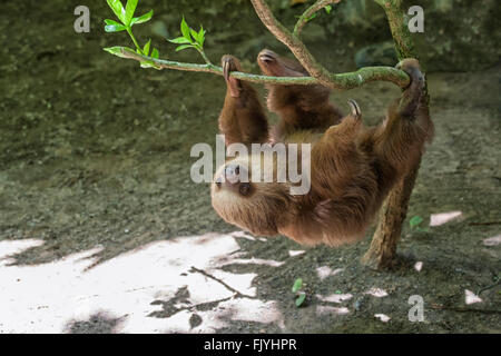 A due dita bradipo in una struttura ad albero Foto Stock