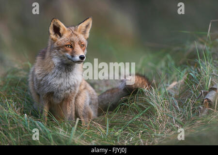 Red Fox / Rotfuchs ( Vulpes vulpes ) si siede in erba alta, meravigliosa luce morbida, attentamente guardare qualcosa all'estremo. Foto Stock