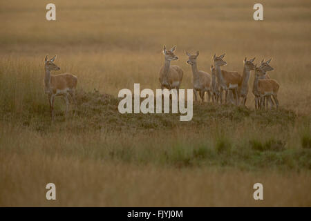 Cervo (Cervus elaphus ), gruppo di cerve, fa, in piedi su una piccola collina nella vasta terra aperta, erba steppe, morbido e caldo retroilluminati. Foto Stock