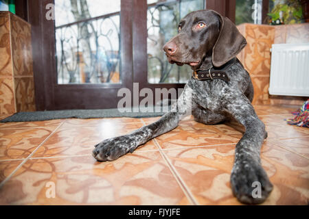 Cucciolo, razza Kurzhaar, a casa Foto Stock