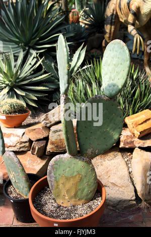 L' Opuntia ficus indica o noto come ficodindia cactus Foto Stock