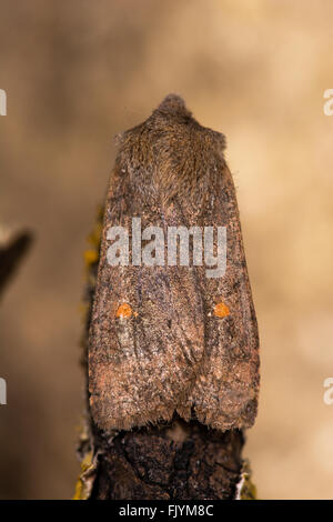 Il satellite di Tarma (Eupsilia transversa). Una falena autunnale nella famiglia Noctuidae, visto in posizione di riposo dal di sopra Foto Stock