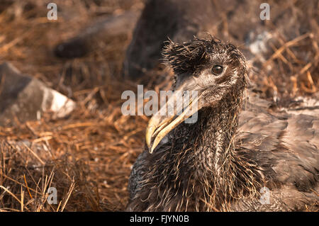 Unico wet sventolato albatross chick seduta sul nido. Foto Stock