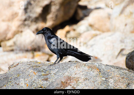 Balck raven seduto su una roccia Foto Stock