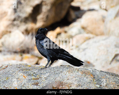 Balck raven seduto su una roccia Foto Stock