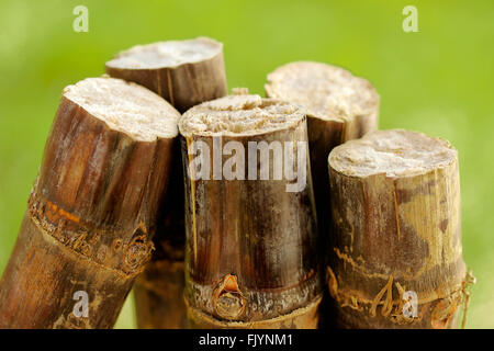 Canne da zucchero. Sacharum officinarum. Foto Stock