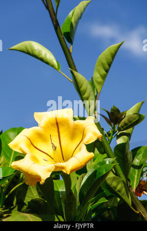 Solandra Maxima: un calice d oro fiore di vite al sole Foto Stock