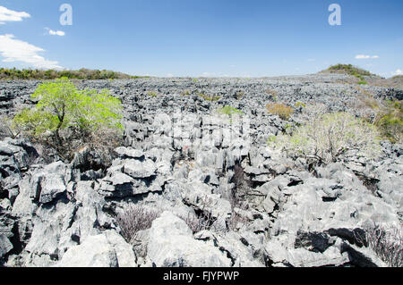 Tsingy de Ankarana parco nazionale, le rocce grigie la Foresta di Pietra del Madagascar Foto Stock
