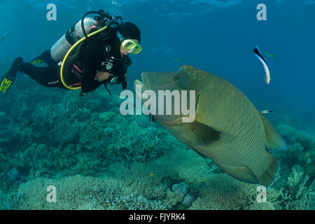 Maschio adulto Un pesce napoleone (Cheilinus undulatus) nella barriera corallina con subacqueo Foto Stock