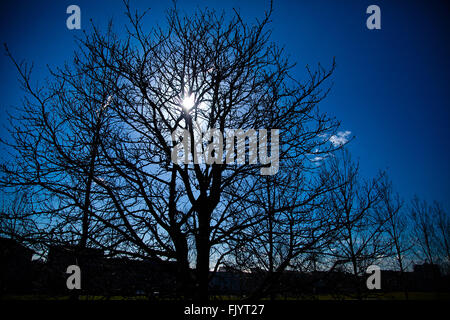 Londra, Regno Unito. 4 Marzo, 2016. Sole primaverile nel Nord di Londra come la neve ritorna in alcune parti del Regno Unito. Credito: Dinendra Haria/Alamy Live News Foto Stock