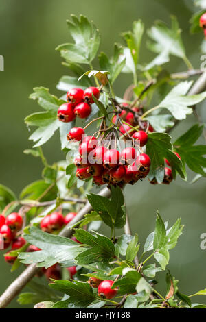 Coppia bel rosso biancospino bacche Foto Stock