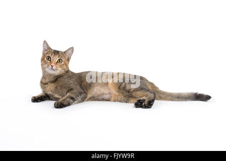 American capelli corti Calico Kitty Cat con sfondo bianco Foto Stock