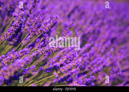 Cespugli di lavanda vicino Valensole in Provenza, Francia Foto Stock