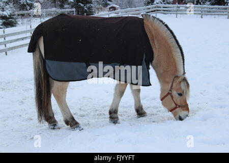 Fiordo norvegese cavallo fuori nella neve Foto Stock