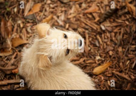 Giocoso cuccioli sono sempre divertenti da guardare! Qui, di otto settimane di età, Dempsey ottiene una sensazione per i suoi dintorni. Foto Stock