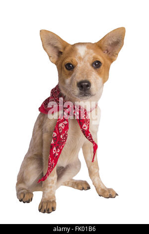 Carino Miniature pinscher cucciolo seduta indossando sciarpa rossa isolato su bianco Foto Stock