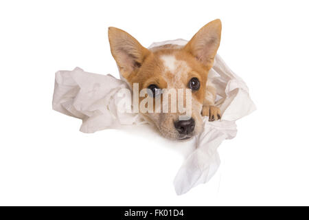 Miniature pinscher giocando in carta igienica getting in trouble isolati su sfondo bianco Foto Stock