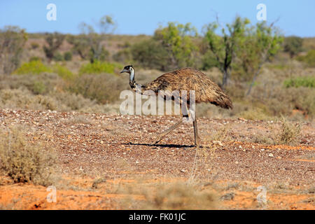 L'Uem, adulto a piedi, Sturt Nationalpark, Nuovo Galles del Sud, Australia / (Dromaius novaehollandiae) Foto Stock